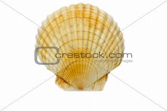 Isolated shell on white background