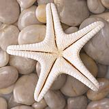 starfish on rocks