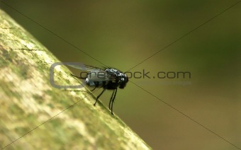 Fly on a tree