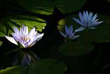 Beautiful white lotus on black water