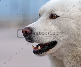 Portrait of husky dog