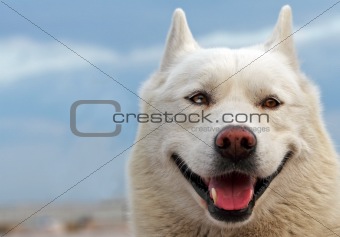 Smiling husky