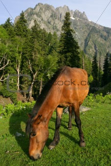 Horse grazing in the mountains 2