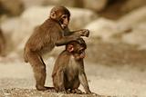 two monkey wondering