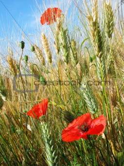 Poppies in a wheat field