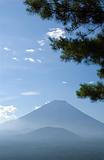 Mount Fuji with pine tree
