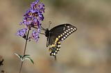 black swallowtail