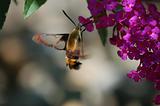 hummingbird moth