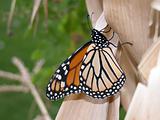 monarch on cornstalk
