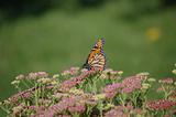 monarch in field