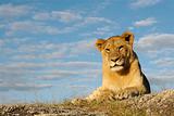 Lioness with blue sky