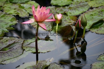 Beautiful lotus on a lake