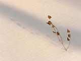 branch in the snow 4
