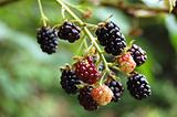 blackberrys