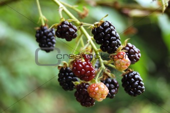 blackberrys