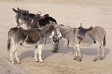 three donkeys