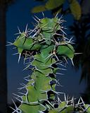 Cross shaped cactus