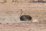 Kalahari Dust Bath