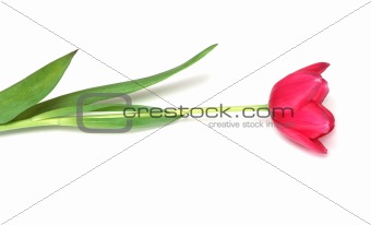 Red tulip  on a white background