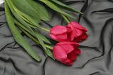 Three red tulips on a black background