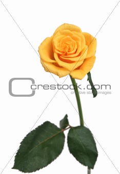 One yellow rose on a white background