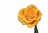One yellow rose on a white background