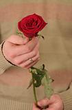One red rose in a man's hand