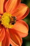 Bee pollenating Dahlia