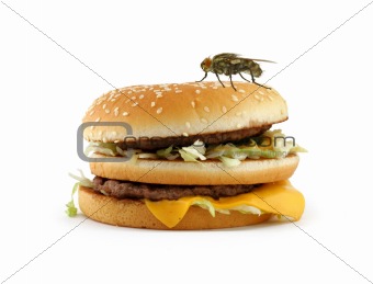 home fly sitting on appetizing hamburger