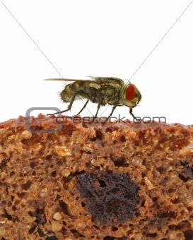 home fly sitting on slice of bread