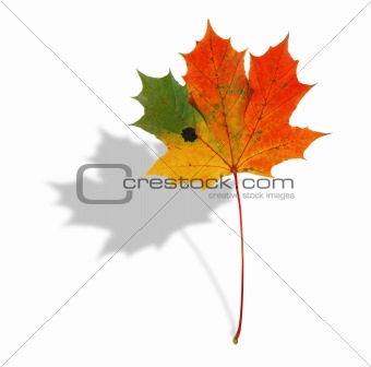 multicolored maple leaf with shadow