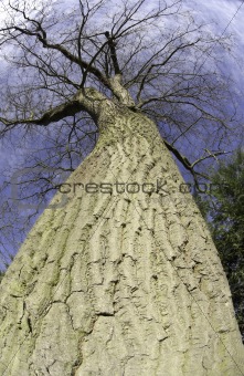 oak trunk
