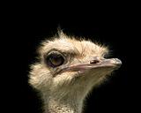 ostrich head 