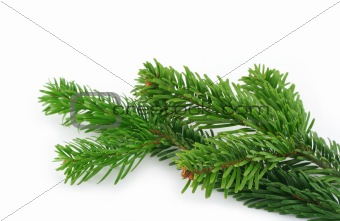 spruce twig on white