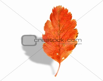 fall leaf with shadow on white