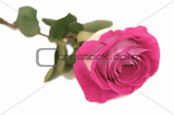 One beautiful pink rose