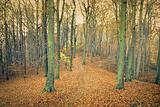 mystic autumn forest