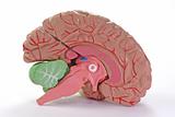  Human Part of Brain