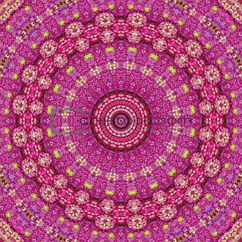 Hydrangea Kaleidoscope