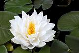 White Lotus Beauty