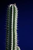 cactus with blue background