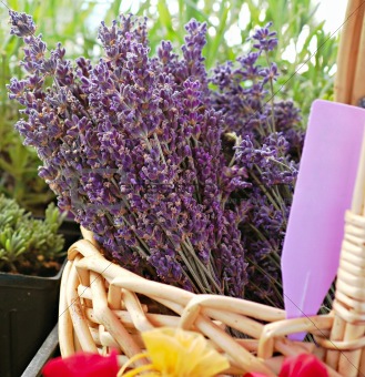 Lavender at Marketplace