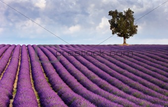 Lavender field and a lone tree