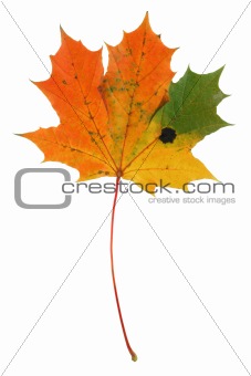 multicolored maple leaf on pure white background