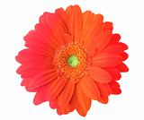 multicolored gerbera flower
