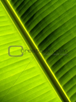 leaf  background