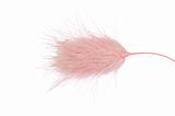 hairy pink grass