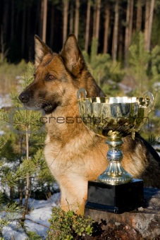 Germany Sheep-dog with cup