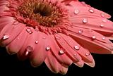 pink gerbera daisy on the black