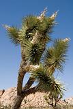 Joshua Tree